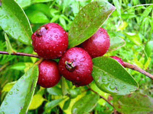 Les différents types de plantes exotiques Les différents types de plantes exotiques